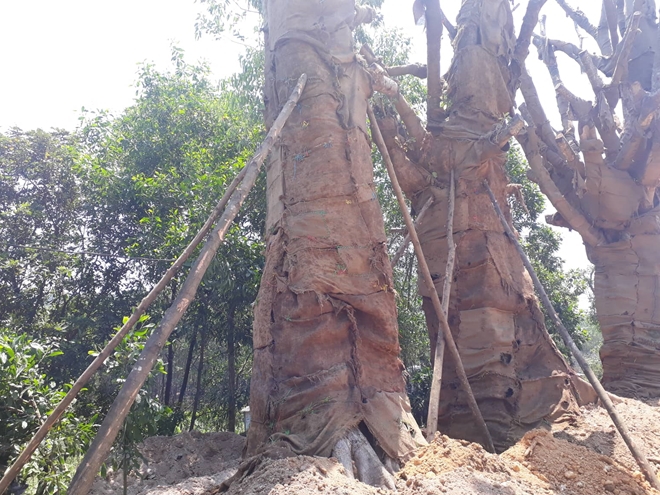 3 cây cổ thụ “khủng” được trồng ven QL1 sau gần 1 tháng bị CSGT bắt giữ - Ảnh 2