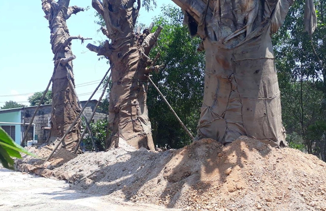 3 cây cổ thụ “khủng” được trồng ven QL1 sau gần 1 tháng bị CSGT bắt giữ - Ảnh 1