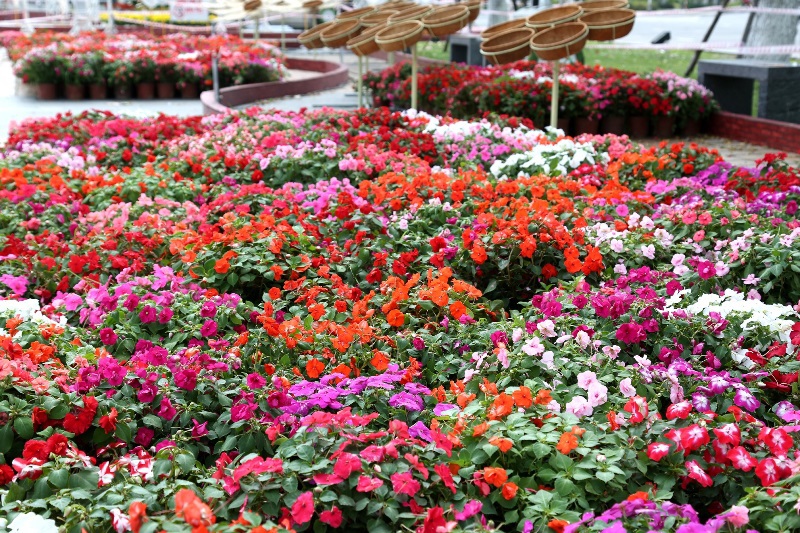 Tết Kỷ Hợi, Sun Group dành tặng Đà Nẵng đường hoa đẹp ngoạn mục bên sông Hàn - Ảnh 6