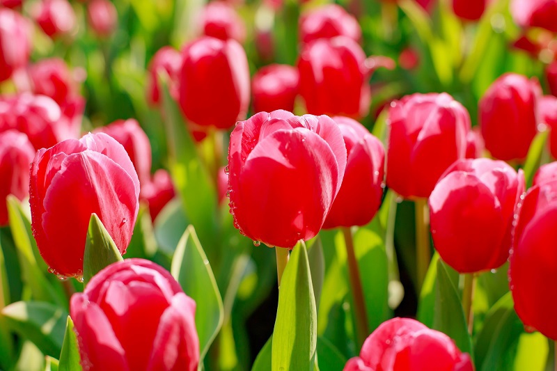 [Ảnh] Hoa tulip rực rỡ trên đỉnh Bà Nà - Ảnh 5