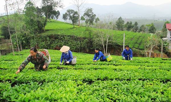 Tổ hợp tác không có tư cách pháp nhân - Ảnh 1