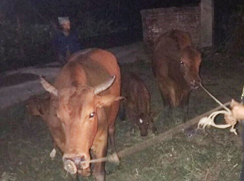 Hà Nội: Lợi dụng đêm tối, nam thanh niên dắt trộm 4 con bò - Ảnh 2