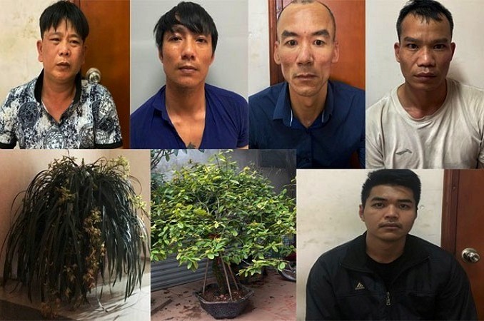 Hà Nội: Lật tẩy nhóm đối tượng chuyên trộm cắp cây cảnh ở Long Biên - Ảnh 1