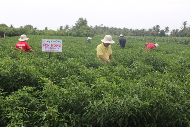 Đồng bằng sông Cửu Long: Nông dân trồng ớt “lãi đậm” nhờ được mùa, được giá - Ảnh 1