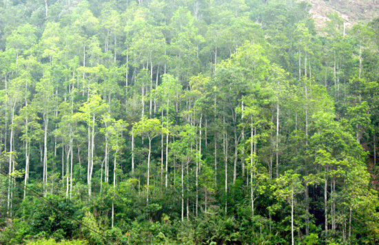 Hà Nội trồng mới 260ha rừng trong năm 2017 - Ảnh 1