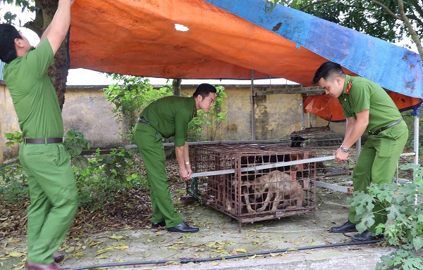 Vụ cháu bé bị chó cắn ở Hưng Yên: Giao đàn chó về cơ quan công an - Ảnh 1