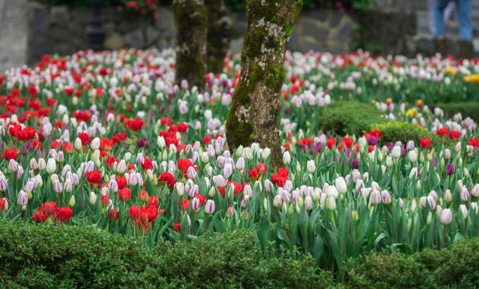 Bà Nà khai hội hoa xuân, du khách mê mẩn giữa 1,5 triệu bông tulip - Ảnh 3