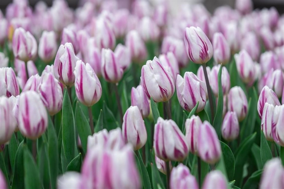 Bà Nà khai hội hoa xuân, du khách mê mẩn giữa 1,5 triệu bông tulip - Ảnh 6