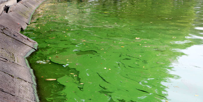 Váng xanh trên Hồ Gươm là hiện tượng bình thường sau nạo vét - Ảnh 3