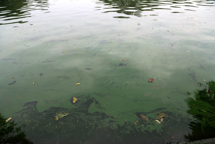 Váng xanh trên Hồ Gươm là hiện tượng bình thường sau nạo vét - Ảnh 1