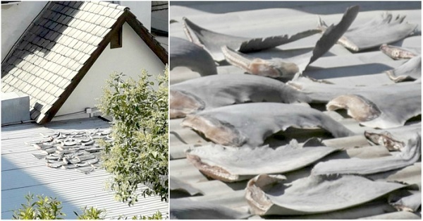Nguồn gốc vây cá mập phát hiện trên mái Văn phòng thương vụ Việt Nam tại Chile - Ảnh 1