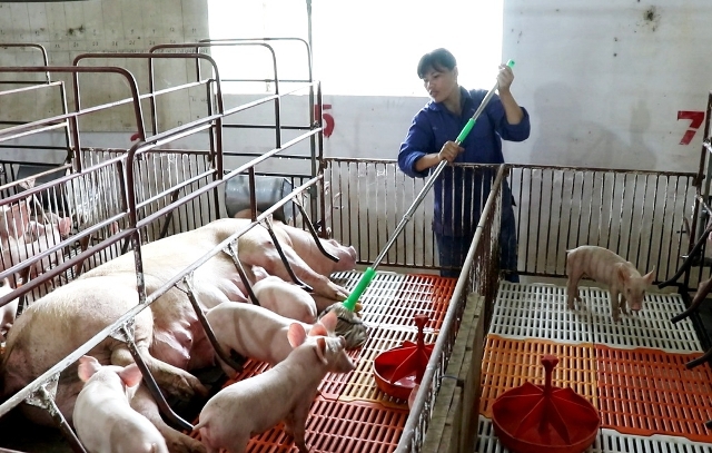35 tỉnh, thành hết dịch tả lợn, Bộ Nông nghiệp vẫn cảnh báo nguy cơ bùng phát cao - Ảnh 1