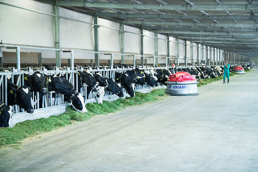 Việt Nam sở hữu hệ thống trang trại bò sữa chuẩn Global G.A.P lớn nhất châu Á - Ảnh 5