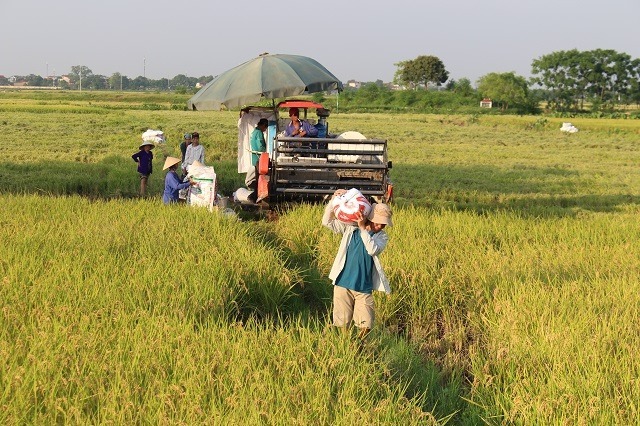 Hà Nội đã thu hoạch 62% diện tích lúa Xuân 2019 - Ảnh 1