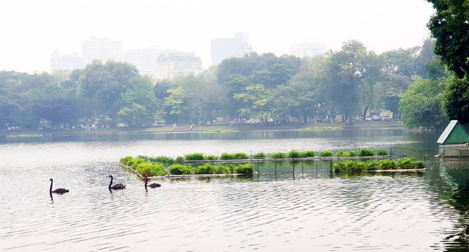 [ Ảnh] Hà Nội: Bầy Thiên Nga được chăm sóc đặc biệt đã cho trứng - Ảnh 1