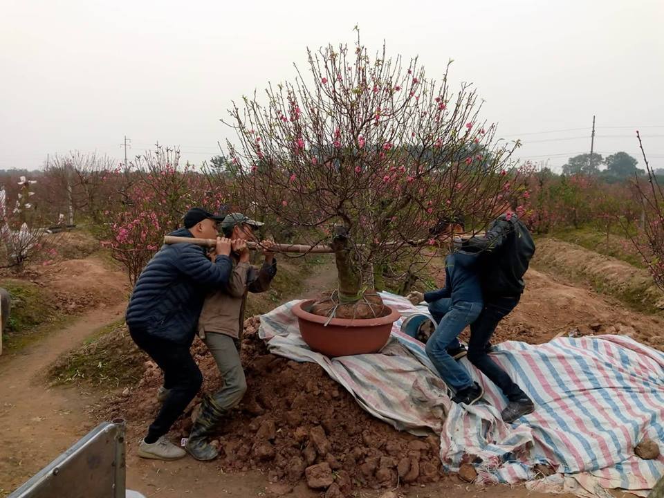 Vụ phá vườn đào tại Bắc Ninh: Vẫn đang chờ kết quả điều tra - Ảnh 1