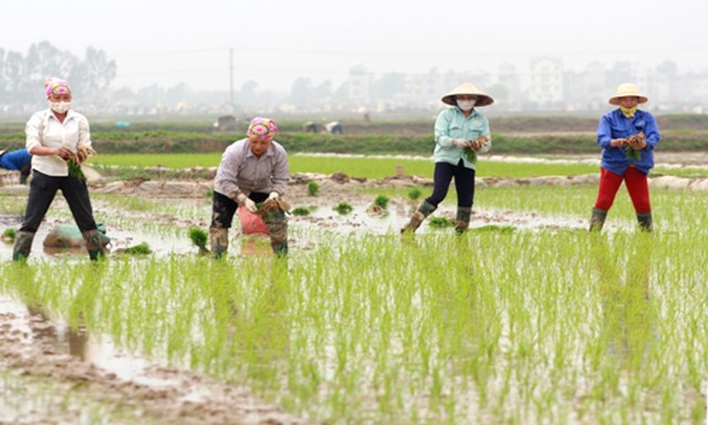 Hà Nội đã gieo cấy trên 35.000ha cây trồng vụ Xuân 2020 - Ảnh 1