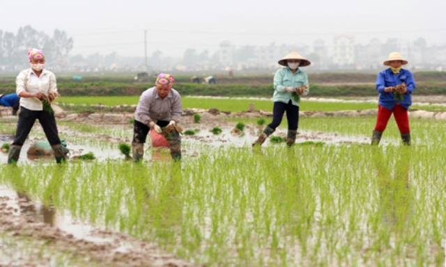 Lượng mưa thấp, Bắc Bộ nguy cơ thiếu nước tưới dưỡng lúa Xuân - Ảnh 1