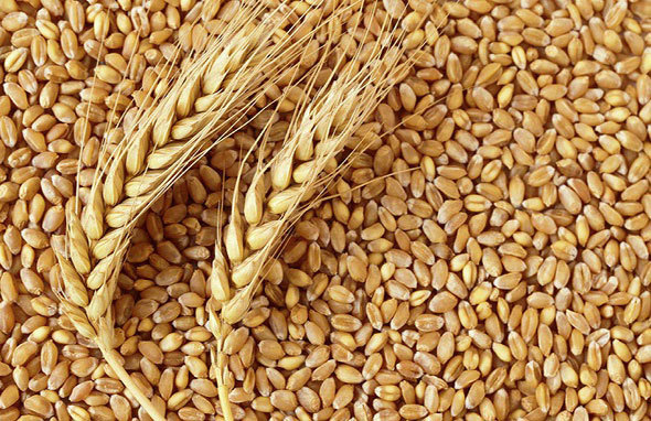 Vì sao giá gạo thế giới tăng chạm đỉnh kể từ năm 2013? - Ảnh 2