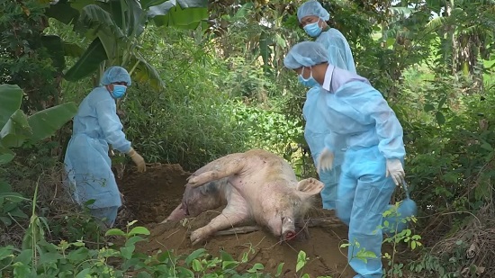 Quảng Ngãi: Vứt xác lợn bừa bãi, nguy cơ dịch tả lợn châu Phi lan nhanh - Ảnh 2