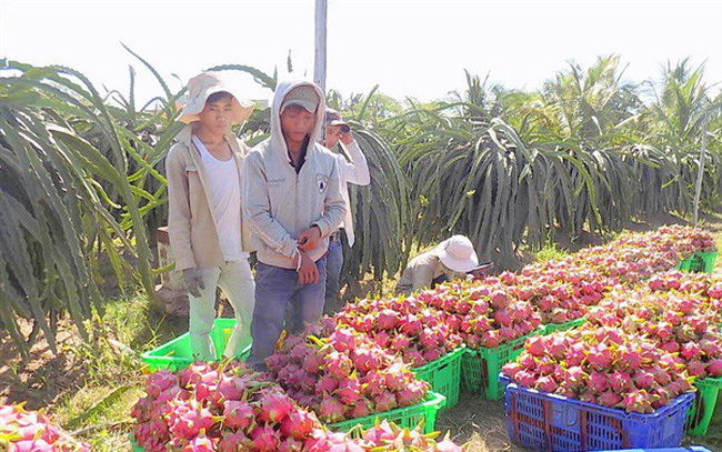 Khuyến cáo DN các giải pháp giảm ùn ứ nông sản xuất sang Trung Quốc - Ảnh 1