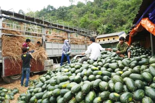 Việt Nam sẽ xuất khẩu 10 sản phẩm nông sản mới sang Trung Quốc - Ảnh 1