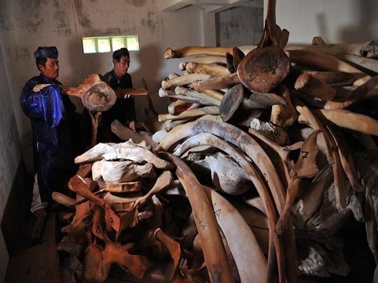 Quảng Ngãi phục dựng bộ xương cá voi lớn nhất Việt Nam - Ảnh 1