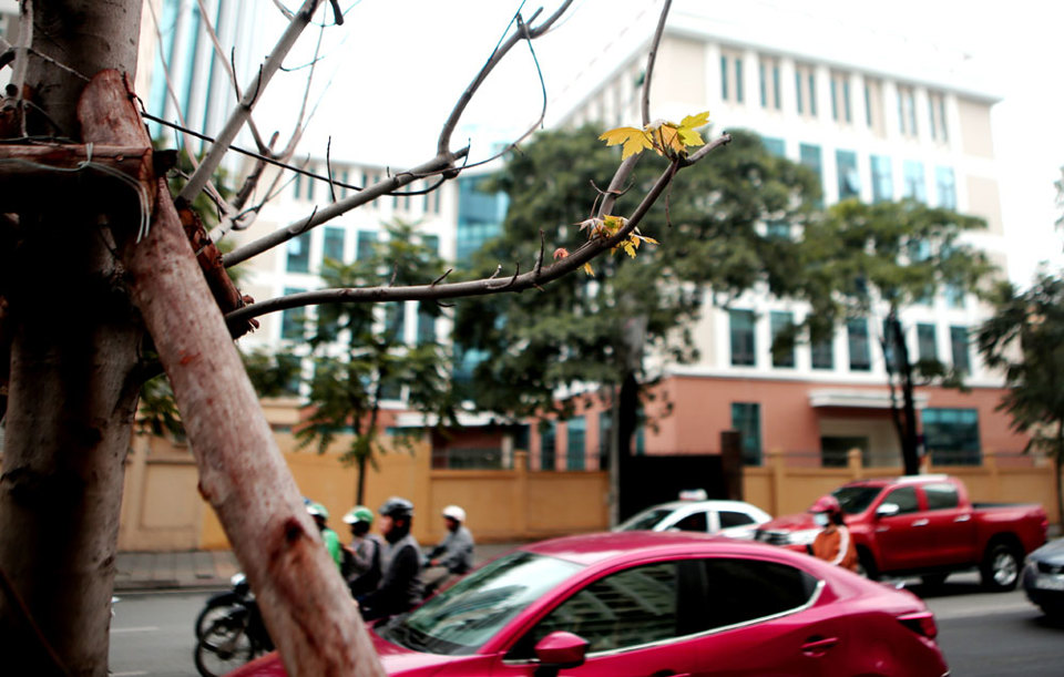 Chùm ảnh cây phong đâm chồi, nảy lộc trên phố Hà Nội - Ảnh 14
