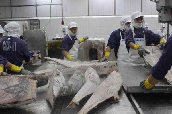 Doanh nghiệp hải sản Việt Nam nỗ lực để xóa thẻ vàng - Ảnh 1