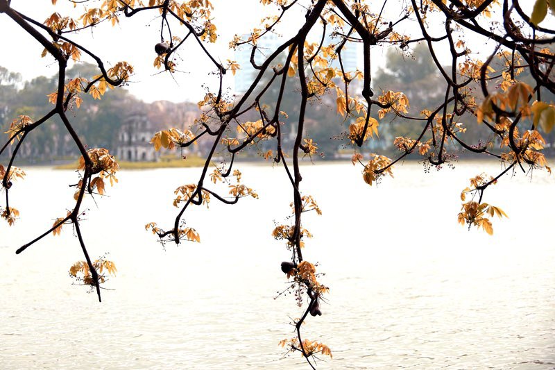 Hồ Gươm lãng mạn mùa lộc vừng thay màu lá - Ảnh 11