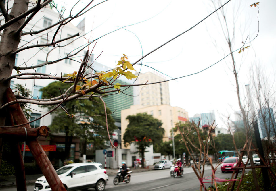 Chùm ảnh cây phong đâm chồi, nảy lộc trên phố Hà Nội - Ảnh 8