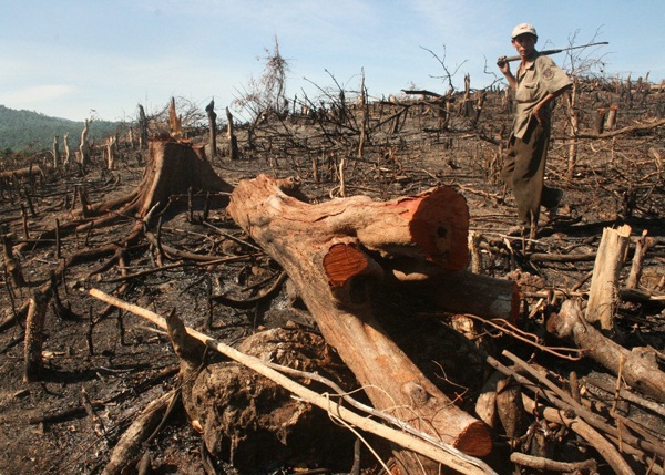 Xử lý nghiêm người đứng đầu không phát hiện hành vi phá rừng - Ảnh 1