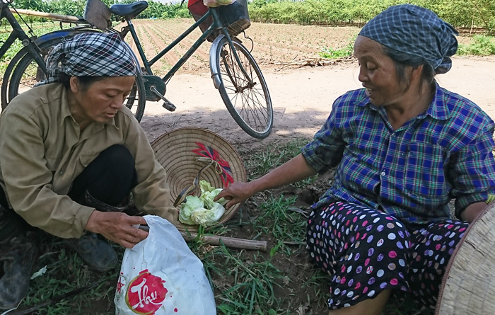 Nông dân trồng rau điêu đứng vì mưa - Ảnh 3