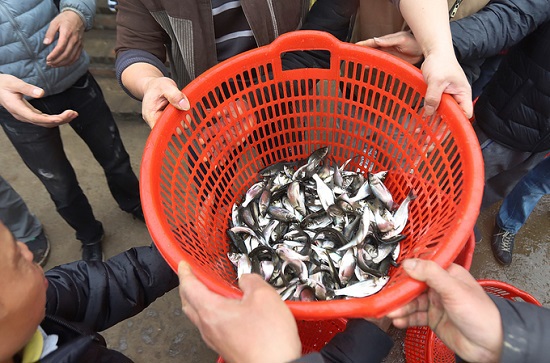 Hàng nghìn người chuyền tay thả 5 tấn cá trong lễ phóng sinh lớn nhất Hà Nội - Ảnh 8