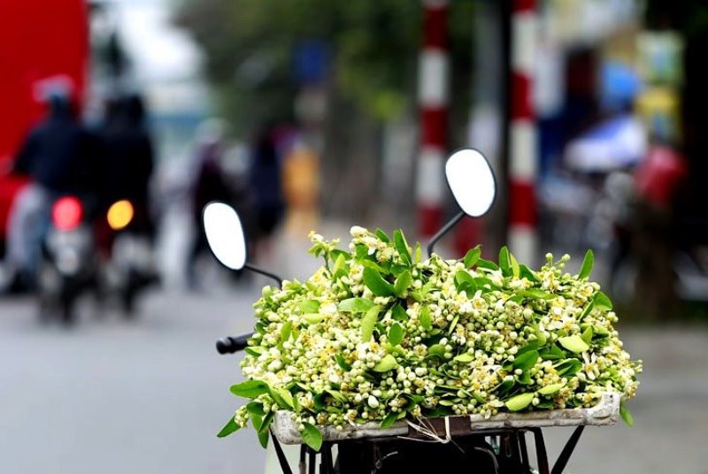 Hoa bưởi ngát hương khắp phố phường Hà Nội - Ảnh 1