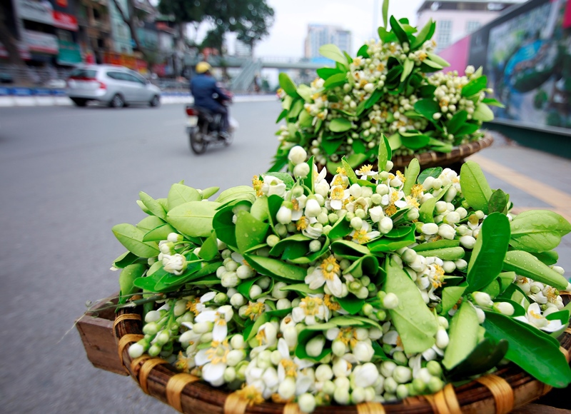 Hoa bưởi ngát hương khắp phố phường Hà Nội - Ảnh 8