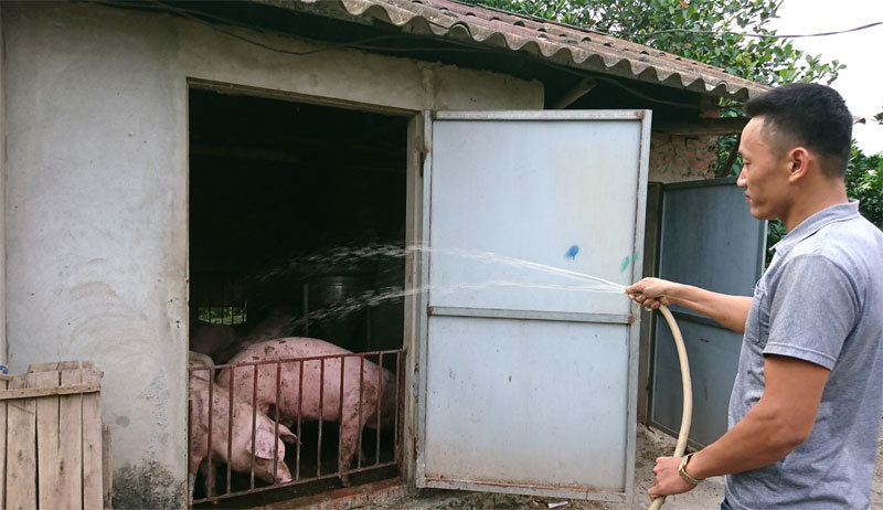 Sản lượng chăn nuôi không giảm, tại sao thịt lợn tăng chóng mặt? - Bài 1: Mất đối trọng trong chăn nuôi - Ảnh 2