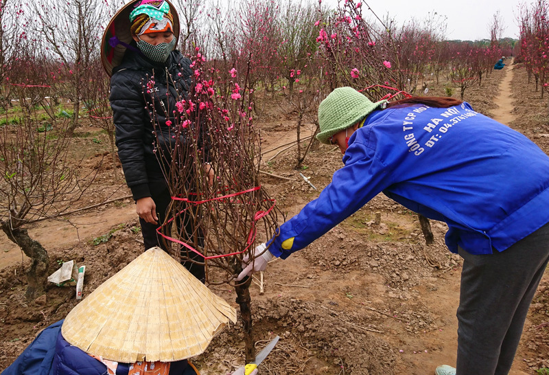 Nhà vườn Nhật Tân nhộn nhịp vào vụ Tết, giá đào ổn định - Ảnh 11