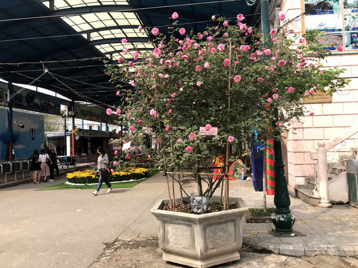 Lễ hội Hoa hồng Bulgaria và bạn bè 2018 sẽ không còn hoa hồng giả - Ảnh 4