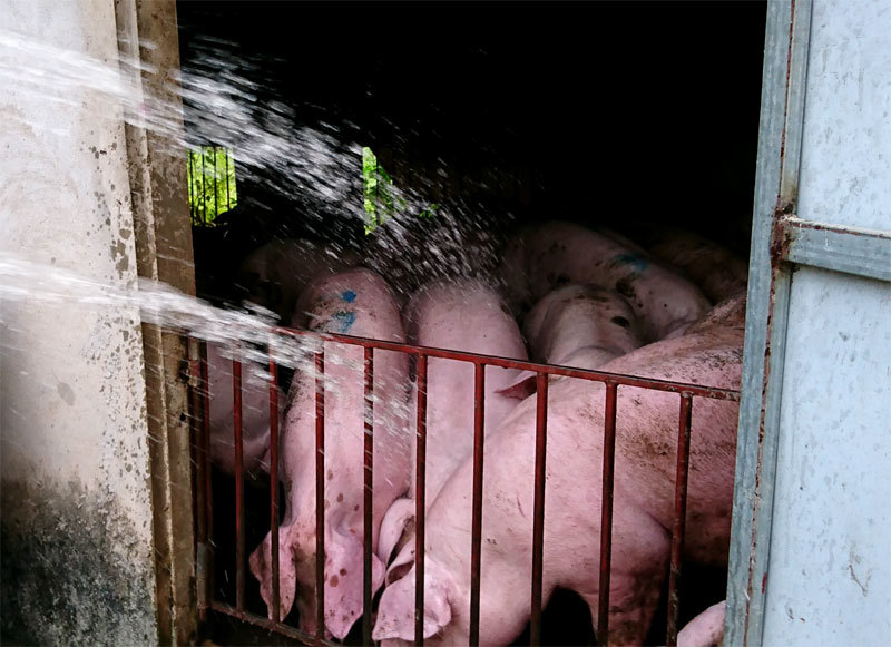Sản lượng chăn nuôi không giảm, tại sao thịt lợn tăng chóng mặt? – Bài 3: Giải pháp nào cho ngành chăn nuôi lợn? - Ảnh 1