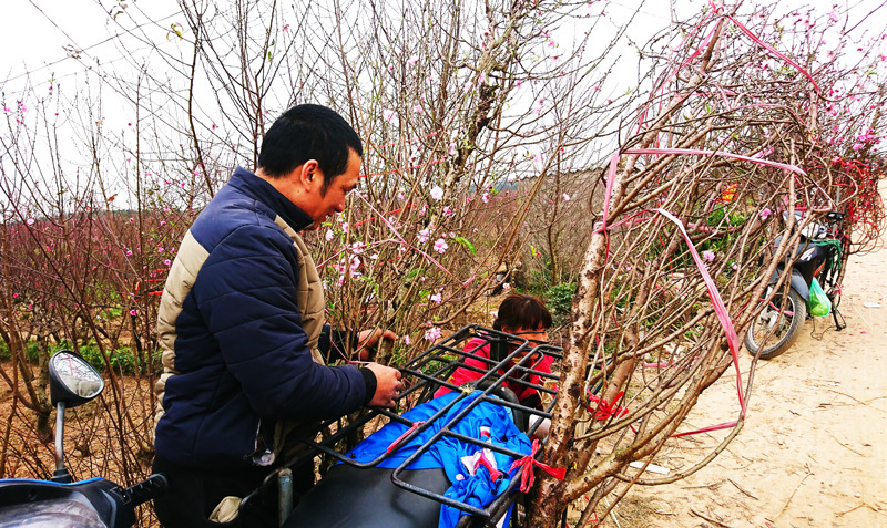 Nhà vườn Nhật Tân nhộn nhịp vào vụ Tết, giá đào ổn định - Ảnh 10