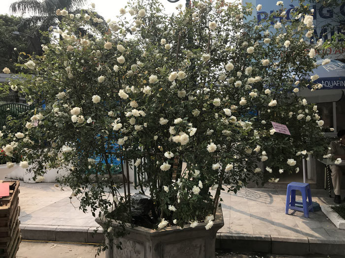 Lễ hội Hoa hồng Bulgaria và bạn bè 2018 sẽ không còn hoa hồng giả - Ảnh 5