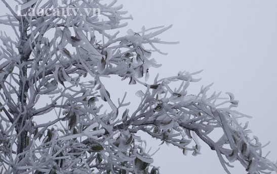 Sa Pa trong đợt rét nhất kể từ đầu năm, tuyết rơi phủ trắng núi đồi - Ảnh 2