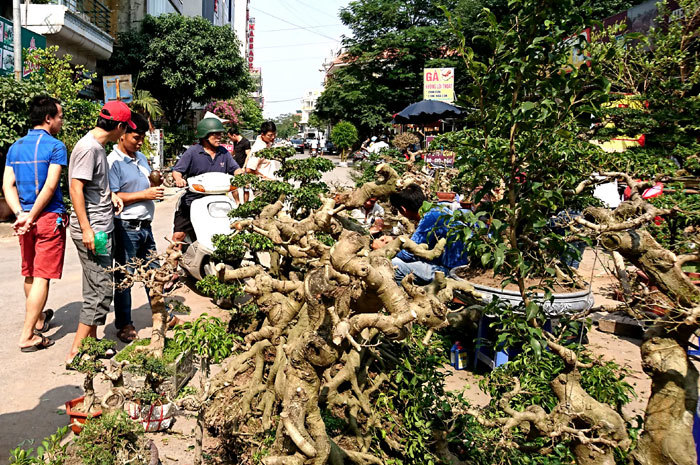 Nhộn nhịp chợ cây Hà Đông những ngày đầu đông - Ảnh 5