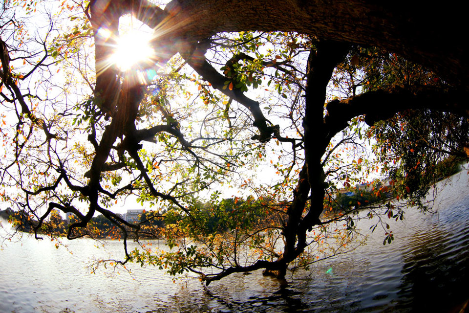Hồ Gươm lãng mạn mùa lộc vừng thay màu lá - Ảnh 7