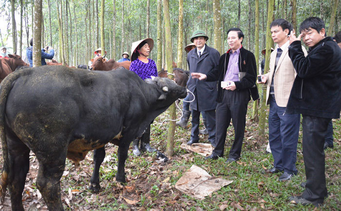 Liên kết trong chăn nuôi bò 3B: Lợi ích kinh tế cao - Ảnh 1