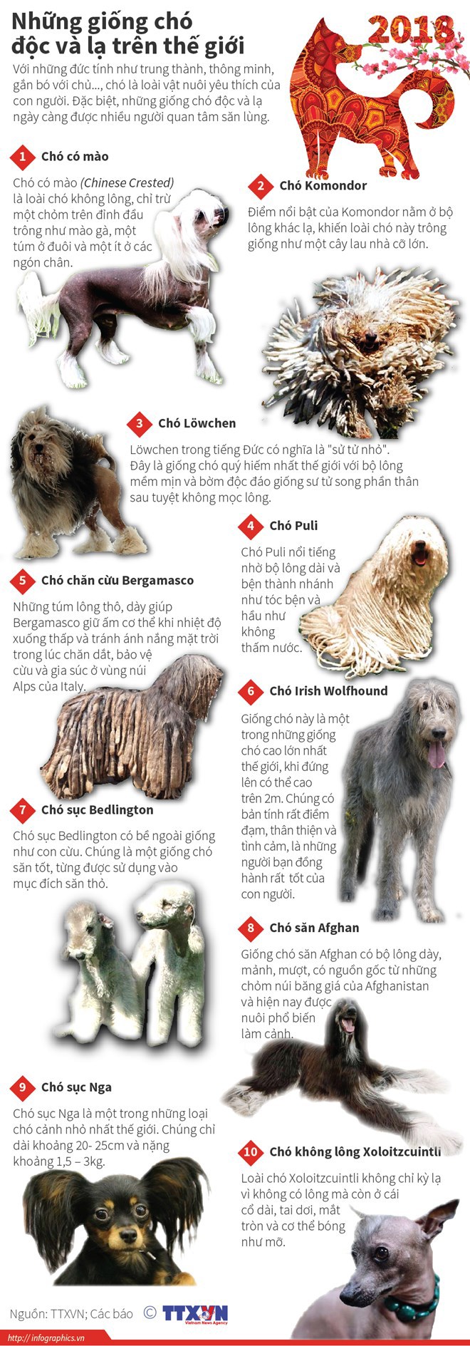 [Infographics] Những giống chó độc và lạ trên thế giới - Ảnh 1