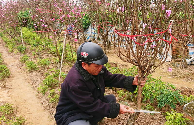 Nhà vườn Nhật Tân nhộn nhịp vào vụ Tết, giá đào ổn định - Ảnh 7