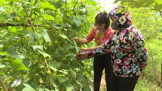 Huyện Ứng Hòa: Nhân rộng mô hình trồng rau VietGAP - Ảnh 1