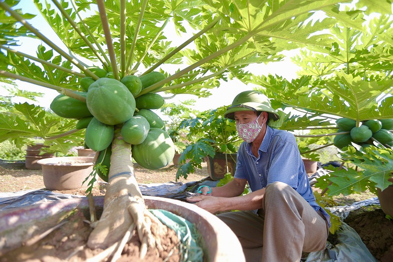 Ảnh] Cận cảnh đu đủ bonsai chào đón Tết Nguyên đán 2022